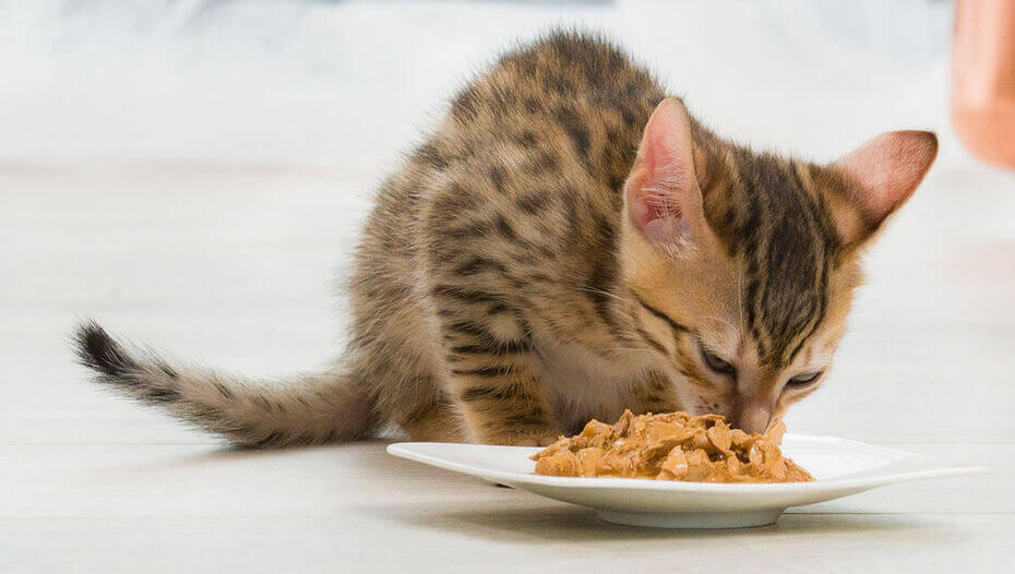 When do kittens start eating regular cat clearance food